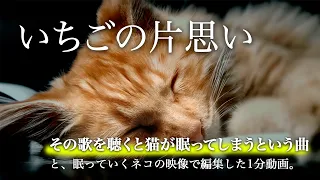いちごの片思い〜その歌を聴くと猫が眠ってしまう曲とネコ映像で編集した1分動画